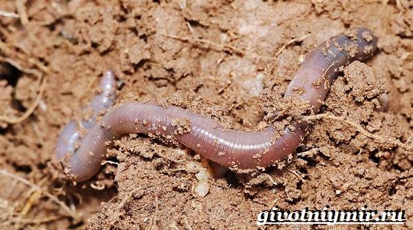 Животные-Красная книга-России-35