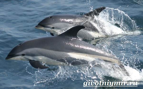 Животные-красной-книги-России-5