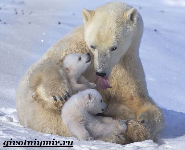 Животные-красной-книги-России-8