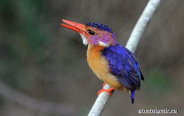 Зимородок-среда обитания-и-образ жизни-птицы-зимородок-15