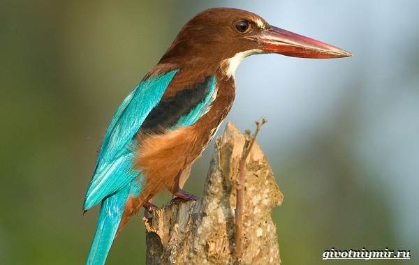 Зимородок-среда обитания-и-образ жизни-птицы-зимородок-16