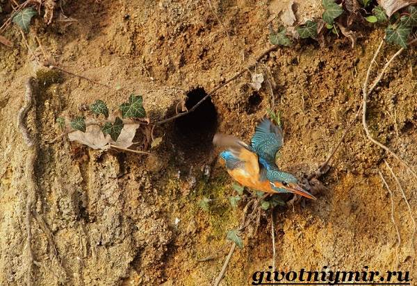 Зимородок-среда обитания-и-образ жизни-птицы-зимородок-5