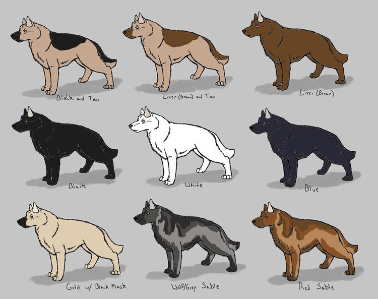 Примеры окраса немецкой овчарки