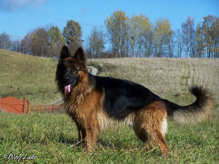 Langhåret schæferhund