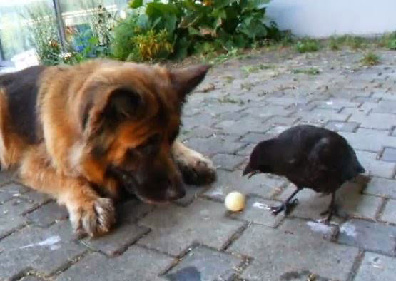 Немецкая овчарка хорошо ладит с другими животными