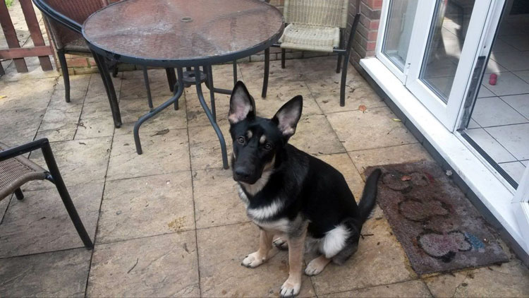 Пастух в доме