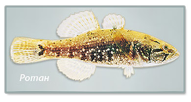фото рыбы - Ротана