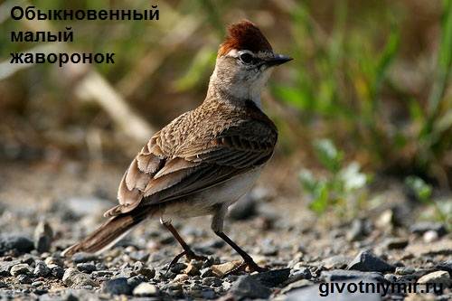 Жаворонок-птица-образ жизни-и-среда обитания-жаворонок-6