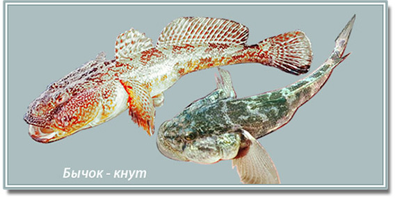 образ быка - кнут