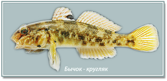 изображение быка - кругляк