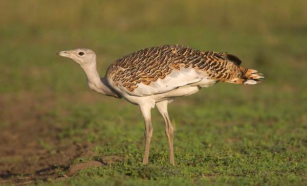 Дрофа-птица-среда обитания-и-образ жизни-дрофа-13