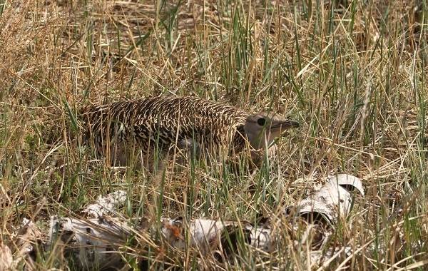 Дрофа-птица-среда обитания-и-образ жизни-дрофа-15