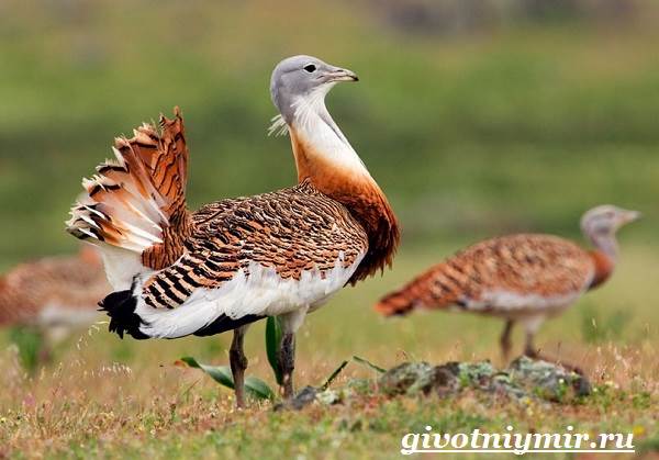 Дрофа-птица-среда обитания-и-образ жизни-8