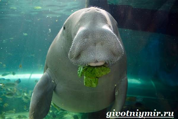 Dugong-habitat-og-livsstil-dugong-4