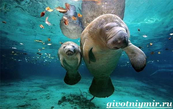 Dugong-habitat-og-livsstil-dugong-5