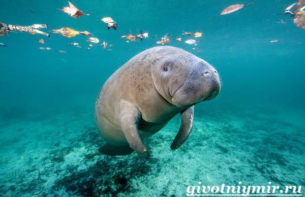 Dugong-habitat-og-livsstil-dugong-7