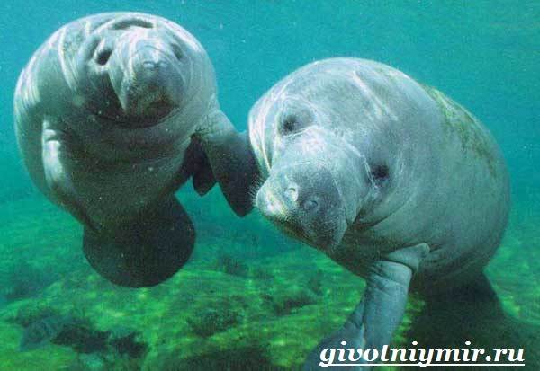 Dugong-habitat-og-livsstil-dugong-8