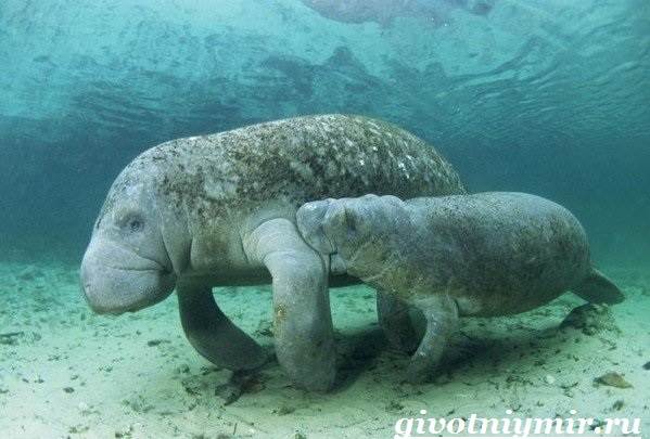 Dugong-habitat-og-livsstil-dugong-9