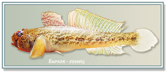 картинка бык посыльный