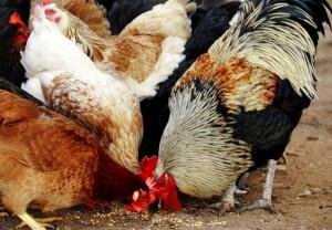 Куры-несушки едят зерно
