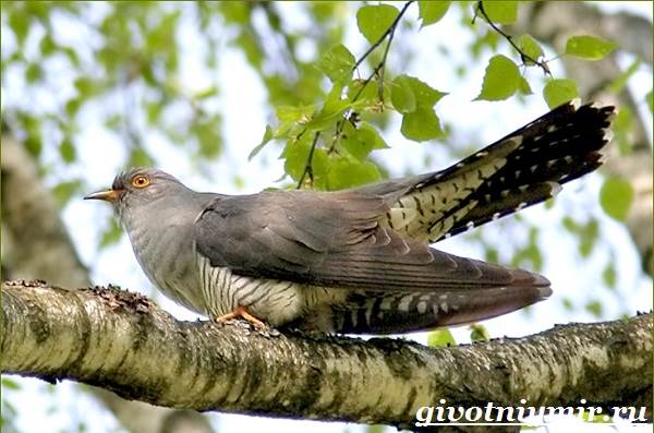 Кукушка-птица-образ жизни и среда обитания-кукушка-2