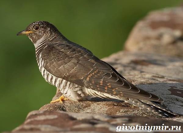 Образ жизни и среда обитания птицы-кукушки-3