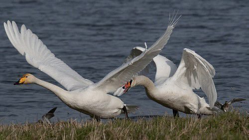 Лебедь-кликун взлетает