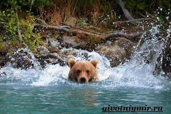 Медведь-гризли-Среда-обитания-и-образ-жизни-медведя-гризли-7