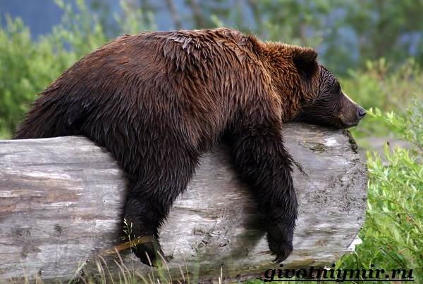 Медведь-гризли-Среда-обитания-и-образ-жизни-медведя-гризли-8