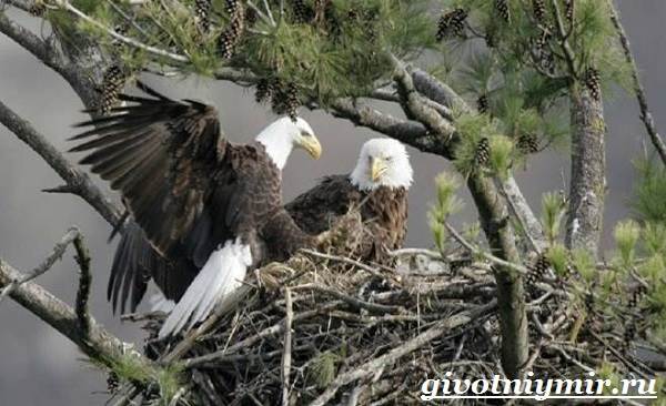 Птица-орел-Образ-жизни-и-среда-обитания-орла-10