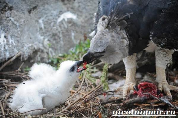 Птица-орел-Образ-жизни-и-среда-обитания-орла-11