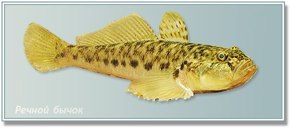 картинка дубины