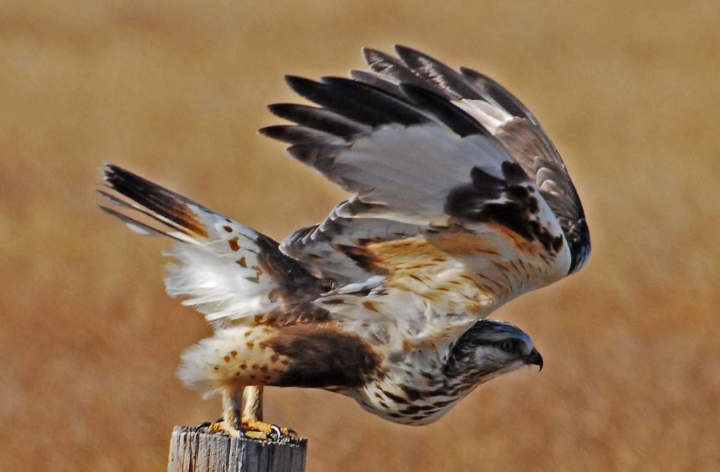 Стервятники — неутомимые бродяги.