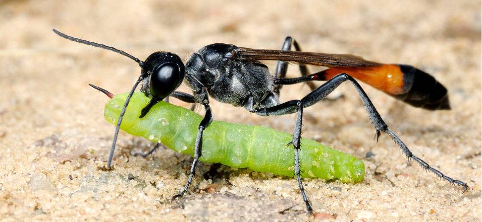 Песочная (роющая) оса фото