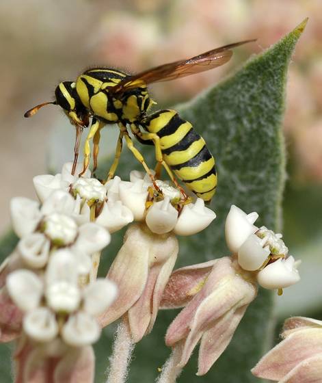 Цветочная оса фото
