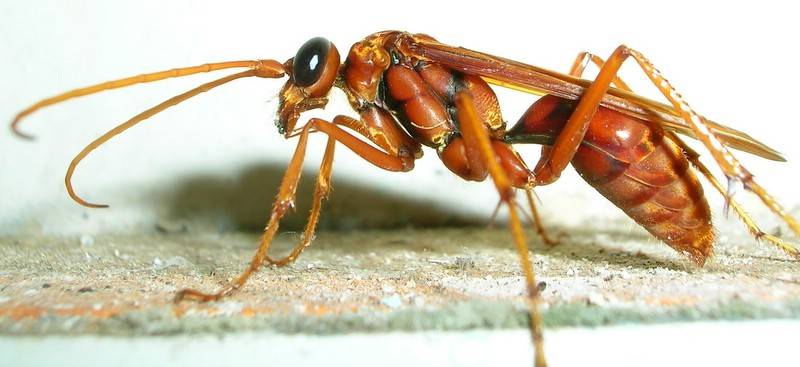 Дорожная оса фото