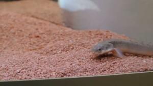 Интересная рыбка полиптерус сенегальский, с доисторическим видом в вашем аквариуме