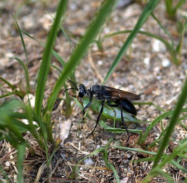 Роющая оса фото