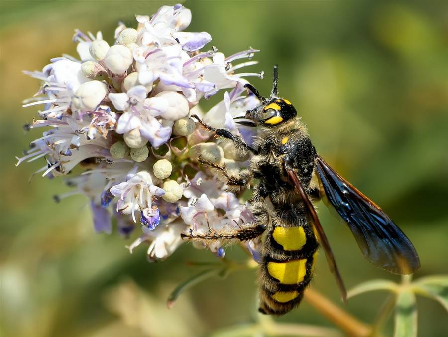 Сколия фото