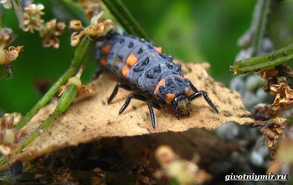 Божья коровка. Образ жизни и среда обитания божьих коровок10-1