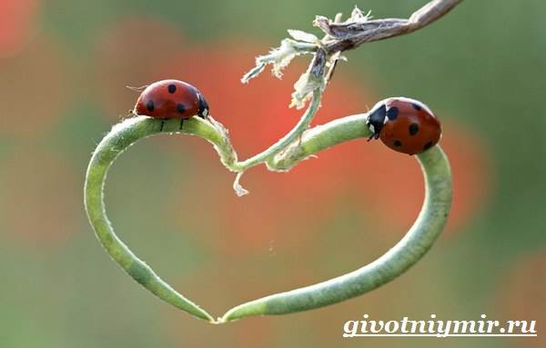 Божья коровка-образ жизни и среда обитания для божьей коровки-10