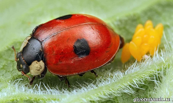 Божья коровка-образ жизни и среда обитания для божьей коровки-11