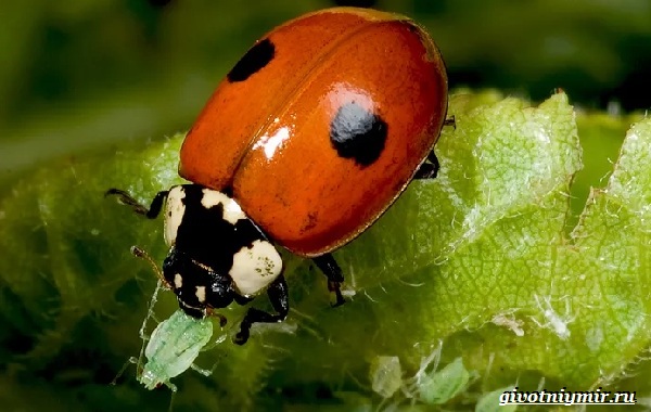 Божья коровка-образ жизни и среда обитания для божьей коровки-13