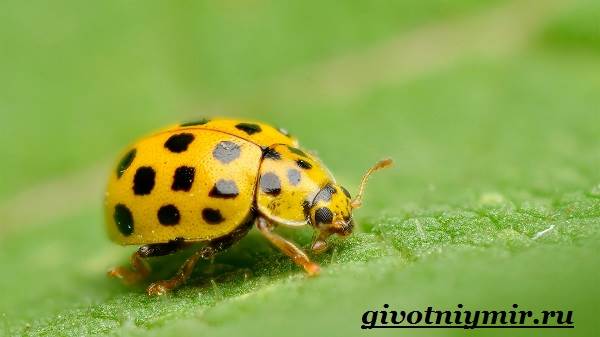 Божья коровка-образ жизни и среда обитания для божьей коровки-4