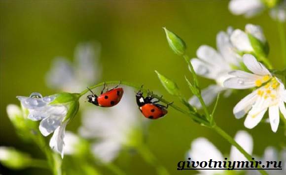 Божья коровка-божья коровка-образ жизни и среда обитания-5