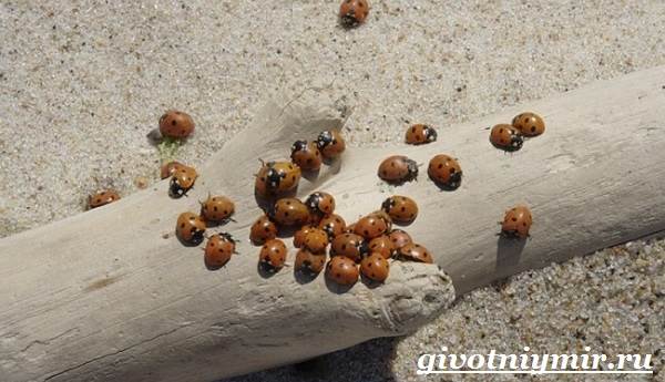 Божья коровка-образ жизни-и-среда обитания-6