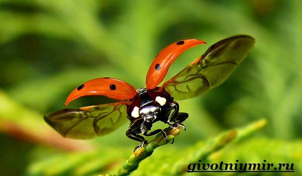 Божья коровка-образ жизни и среда обитания для божьей коровки-7