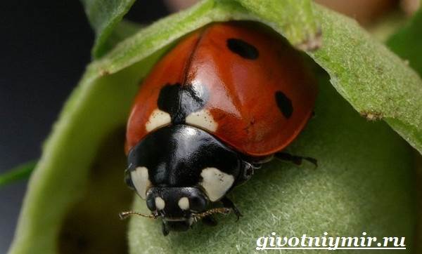 Божья коровка-образ жизни-и-среда обитания-божья коровка-8