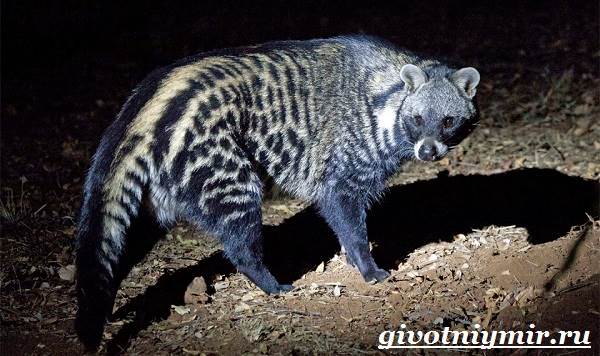 Циветта-животное-Образ-жизни-и-среда-обитания-циветты-5