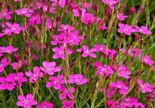 Животные, занесенные в Красную книгу Красноярского края - названия, описание